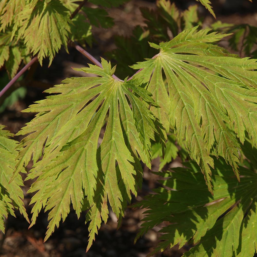 palmatum aconitifolium.jpg